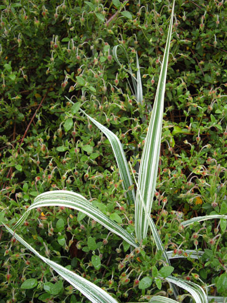 Phalaris arundinacea 'Picta' en feuillage dans une prairie humide